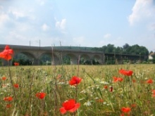 Naabtalradweg  Eisenbahnbrücke mit Klatschmohn